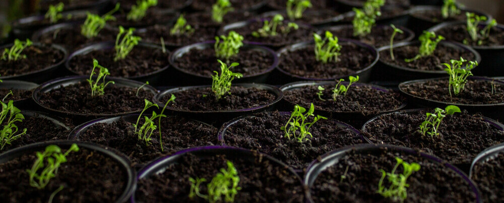 image of seedlings illustrating niche selection as fertile soil for your affiliate links